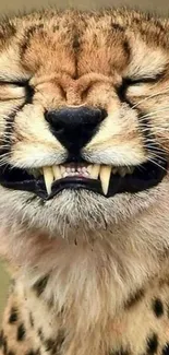 Close-up of smiling cheetah showing teeth.