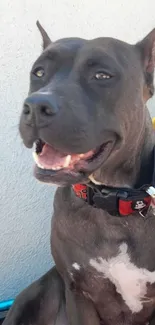 Smiling black dog sitting on a red blanket.