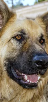 Smiling German Shepherd dog with golden fur outdoors.