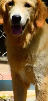 Golden retriever smiling by chain-link fence.