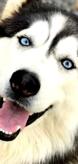 Smiling Husky with blue eyes and white fur.