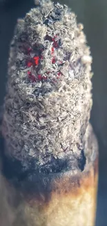 Close-up view of a burning cigarette with ash and ember.