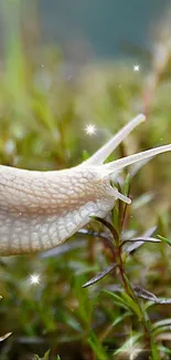 Enchanting snail in a sparkling green landscape mobile wallpaper.