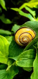 Snail Leaf Terrestrial Plant Live Wallpaper