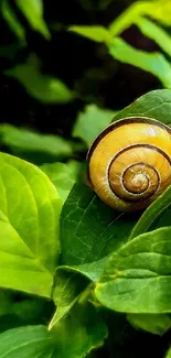 Snail Leaf Terrestrial Plant Live Wallpaper