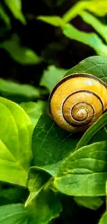 Snail Leaf Terrestrial Plant Live Wallpaper