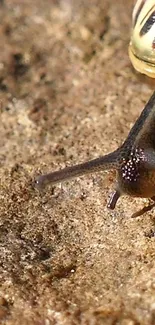 Close-up of a snail on a textured, earthy background.