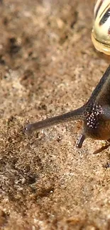 Close-up of a snail on a rocky earth-toned surface.