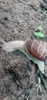 A solitary snail moving across earthy terrain with plants.