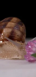 Close-up of a snail on a pink flower with a dark background.