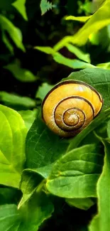 Snail resting on vibrant green leaves wallpaper.