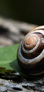 Close-up of a snail sitting on a green leaf.