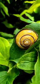 Snail resting on lush green leaves in nature wallpaper.