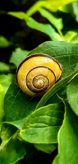 Spiral snail on green leafy background, perfect for nature wallpaper.