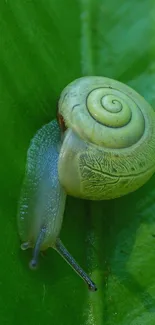 A close-up of a snail on a green leaf.