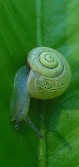 A small snail on a vibrant green leaf, perfect for a nature-themed phone wallpaper.