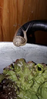 Snail climbing on leafy greens in a natural setting.