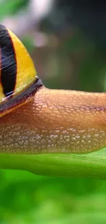 Macro shot of snail on a green leaf with detailed texture.