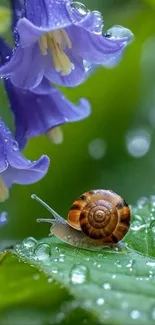 Snail on a dewy leaf with blue flowers, nature wallpaper.