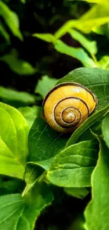 Snail on a green leafy background wallpaper.