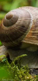 Close-up of a snail on vibrant green mossy background.