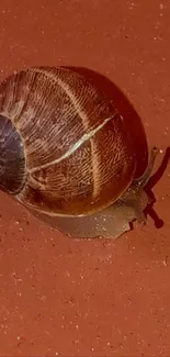 Close-up of a snail on a reddish-brown surface.