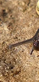 Close-up of a snail on a rough, earthy surface with textured background.