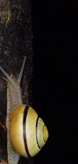 Snail slowly climbs textured tree bark in dark natural setting.