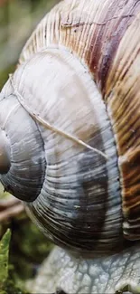 Close-up image of a snail's shell with earthy brown tones and texture details.