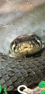 Close-up of snake with water droplets on mobile wallpaper.