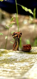 Brown snake amidst green grass and rocks in natural setting.