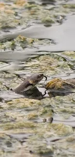 Snake calmly moves through a wetland, surrounded by green algae.