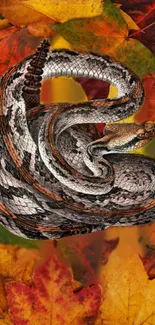 Coiled snake on colorful autumn leaves wallpaper for mobile.