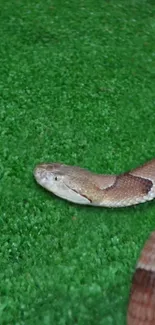 Snake slithering on lush green grass, offering a realistic nature scene.