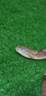 Brown snake on green grass, natural background wallpaper.