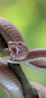 Snake Reptile Scaled Reptile Live Wallpaper