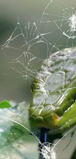 Green snake behind broken glass effect.