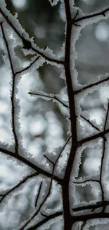 Snowy branches against a blurred winter forest background.