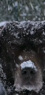 Dark brown dog covered in snow, creating a winter atmosphere.