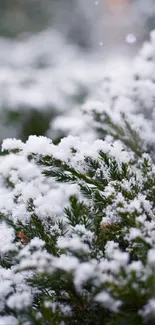 Snow-covered evergreen branches creating serene wallpaper.