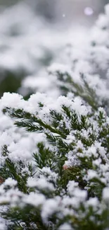 Evergreen branches covered in fresh, soft snow.