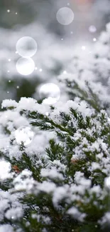 Snow-covered evergreen branches creating a serene winter scene.