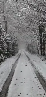 Tranquil snow-covered forest path in winter.