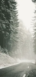 Snowy road winding through a quiet, misty forest.