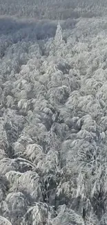 Snow-covered trees create a tranquil winter forest scene.