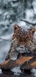 Snow-covered leopard resting on a log in a winter forest.