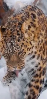 Leopard sitting in snowy landscape, licking its paw.