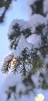 Snow-covered pine branch against a soft blue sky.