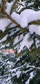 Snowy pine tree branches create a winter wonderland wallpaper.