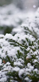 Snow-covered pine branches in winter.